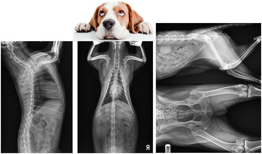 寵物x射線機(jī)影像